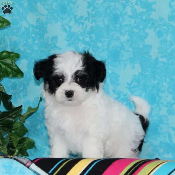 Jared, Maltipoo Puppy